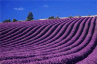 lavanda