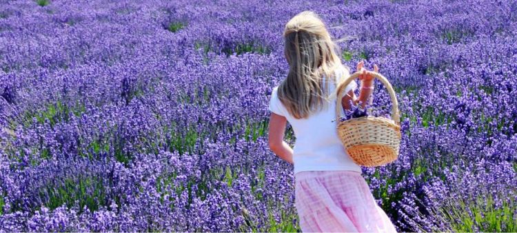 lavanda